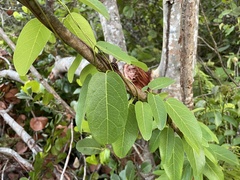 Stigmaphyllon emarginatum