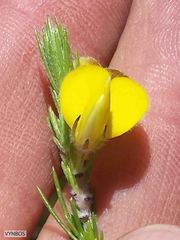 Aspalathus pinea caudata