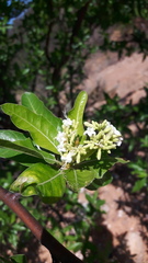 Cnidoscolus quercifolius