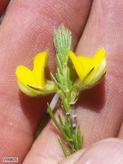 Aspalathus pinea caudata