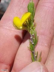 Aspalathus pinea caudata