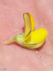 Aspalathus pinea caudata