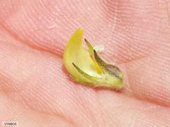 Aspalathus pinea caudata