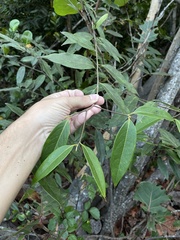Licaria parvifolia