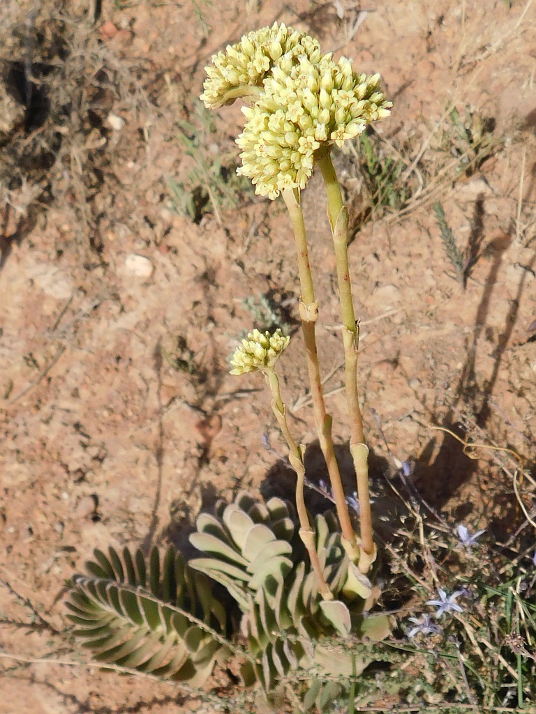 Crassula ciliata, Genadendal, 7234, South Africa