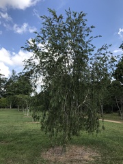 Melaleuca polandii