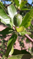 Cnidoscolus quercifolius