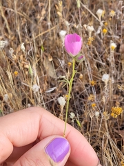 Sidalcea diploscypha