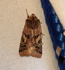 Cerastis enigmatica
