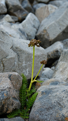 Anisotome flexuosa