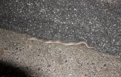 Arizona elegans candida