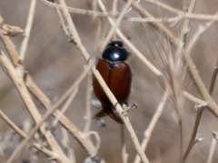 Paracotalpa