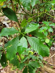 Palicourea brachiata
