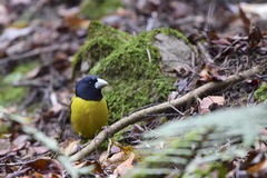 Coccothraustes abeillei