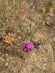 Castilleja exserta