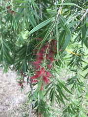 Melaleuca polandii