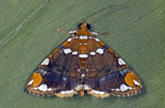 Eulepidotis ouocco