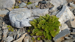 Anisotome flexuosa