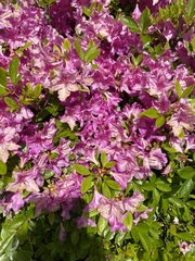 Rhododendron
