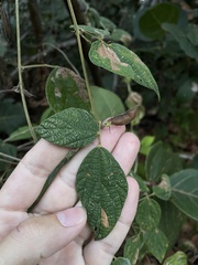 Rhynchosia reticulata