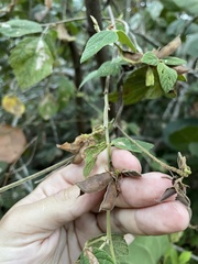 Rhynchosia reticulata