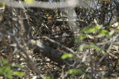 Sylvilagus cunicularius