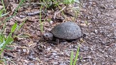 Kinosterninae