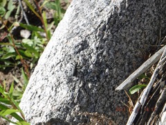 Cicindela longilabris