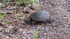 Kinosterninae