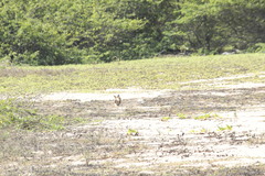 Sylvilagus cunicularius