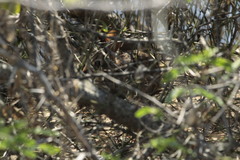 Sylvilagus cunicularius