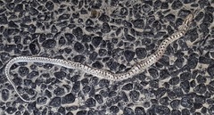 Arizona elegans candida