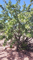 Cnidoscolus quercifolius