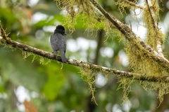 Pachyramphus homochrous