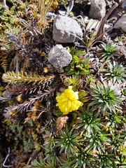 Hypochaeris sessiliflora