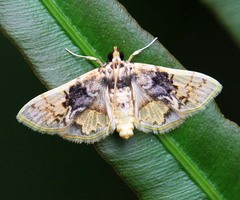 Noctuelia