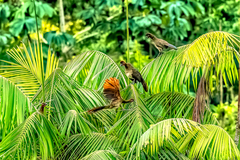 Ortalis erythroptera