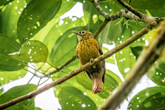 Anabacerthia variegaticeps