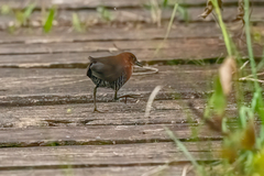 Laterallus albigularis