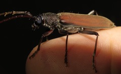 Jupoata rufipennis