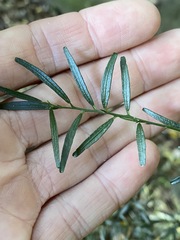 Citrus australis