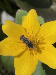 Anasimyia bilinearis