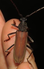 Jupoata rufipennis