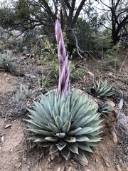 Agave parryi