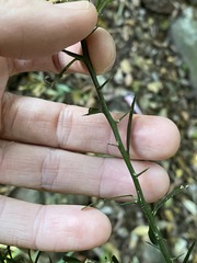 Citrus australis