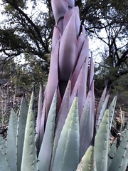Agave parryi