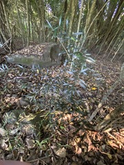 Citrus australis