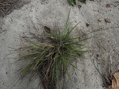 Paspalum laxum