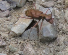 Pentacomia