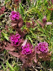Castilleja ambigua humboldtiensis